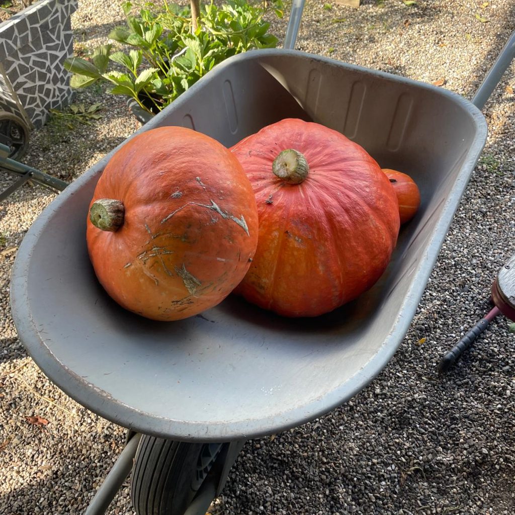 WhatsApp Image 2025-08-28 at 08.39.27_0eb83dae